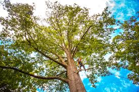 Best Storm Damage Tree Cleanup  in Norwalk, CT