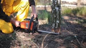 Best Emergency Tree Removal  in Norwalk, CT